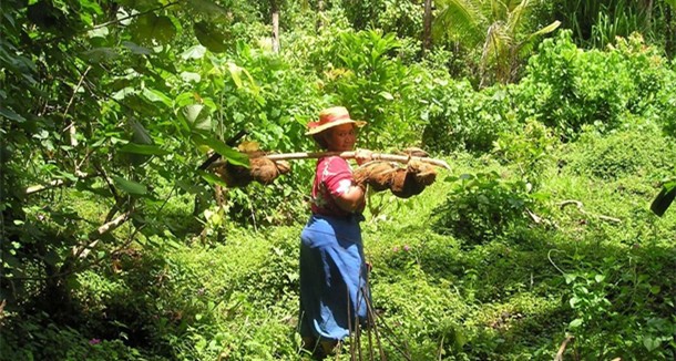 椰子水,進(jìn)口椰子水,椰子,有谷健康商城,有谷集團(tuán)